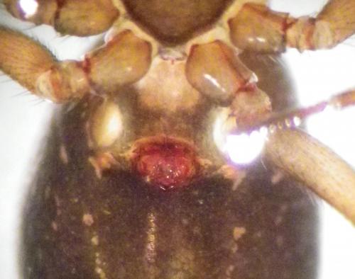 Centromerita bicolor